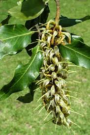Image result for Cavacoa aurea