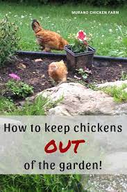 How To Keep Chickens Out Of The Garden Chickens Backyard Chicken Fence Chickens