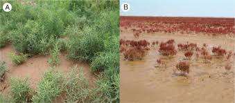 Image result for Halopyrum mucronatum