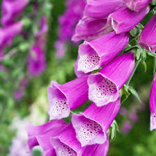 Maybe you would like to learn more about one of these? Planting And Caring For Foxgloves Mygarden Com