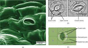 Cai g., simsir a., cangiarella j. Plant Tissues And Organs Biology For Majors Ii