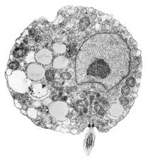 Zoospore Jpg 2408 2524 Patterns In Nature Types Of Fungi Fungi