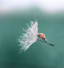 Ladybug Riding A Dandelion Perfect Timing And 49 Other Great Pics Caught At The Right Moment Avec Images Pissenlit Belle Photo Coccinelle