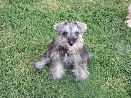 Daily brushing is recommended to maintain a healthy coat and avoid any matting. Akc Miniature Schnauzer Puppies San Tan Valley For Sale In Queen Creek Arizona Classified Americanlisted Com