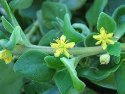 Image result for Tetragonia spicata