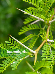 Image result for Acacia karroo