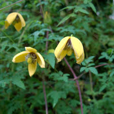 It was brought to the united states as an ornamental plant but escaped cultivation leading to its classification as a noxious weed in some states. Clematis Orientalis