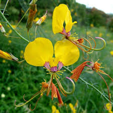 Image result for Cleome bororensis