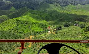 Ladang ini mula beroperasi pada tahun1933 dengan keluasan penanaman pokok teh seluas 1,600 ekar. Jalan Jalan Di Cameron Valley Tea Cameron Highlands Azyyati Liah