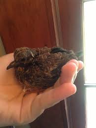 Maybe you would like to learn more about one of these? Raising A Baby Mourning Dove Need Help Backyard Chickens Learn How To Raise Chickens
