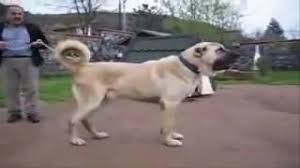 Kangal Pitbullvlip Lv