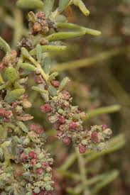 Image result for Suaeda monoica