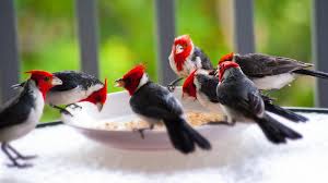 Red Crested Cardinals 4k Ultra Hd Wallpaper Background Image 3840x2160 Id 788870 Wallpaper Abyss Available for desktop & mobile phones in hd, 4k high quality resolutions.