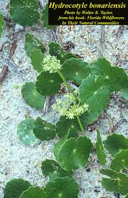 Image result for Hydrocotyle bonariensis