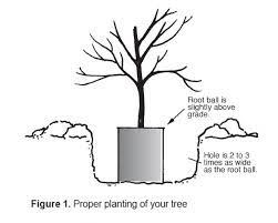 Maybe you would like to learn more about one of these? Selection And Care Of Dogwoods Alabama Cooperative Extension System