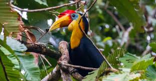 Maybe you would like to learn more about one of these? 4d3n Explore Kuching S Finest National Parks Ground Tripfez Travel