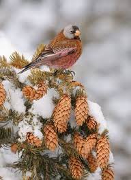 Wistfully Country Hubsche Vogel Vogel Als Haustiere Vogel Im Garten