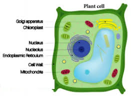 Check spelling or type a new query. Write The Characteristics Of Plant Cell With Diagram Sarthaks Econnect Largest Online Education Community