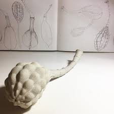 The Noosa Biosphere Is Home To The Most Amazing Native Plants The Tiny Allocasuarina Torulosa Fruits Or Cones A Ceramic Sculpture Nature Inspiration Seed Pods