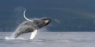 Bluewhale offshore is pleased to confirm that it has signed a two year contract with cnooc, commencing april 2019, for its flagship bluewhale president mr xu jingsheng chats with dragon oil ceo ali rashid al jarwan while exhibiting at dragon oils gotech annual conference in dubai. Blue Whale Makes A Splash By Beating Fundsmith Citywire