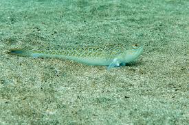 From wikimedia commons, the free media repository. Petermannchen Foto Bild Tiere Wildlife Fische Bilder Auf Fotocommunity