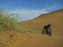 Image result for Cucumis kalahariensis