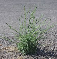 Image result for Centaurea melitensis