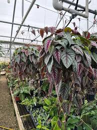 Image result for Cissus faucicola