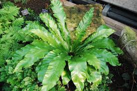 Image result for Asplenium