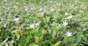 We all admire flowers for their beauty, colour and fragrance but what about their taste? May All Your Weeds Be Wildflowers Matty Nativeseed