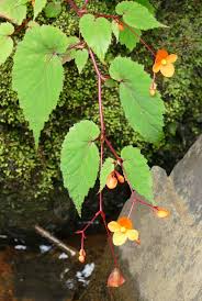 Image result for Begonia sutherlandii