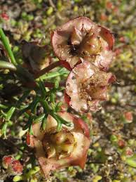 Image result for Grielum