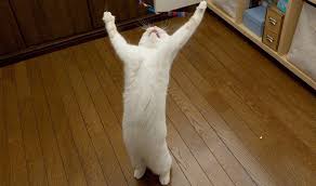 praise the lord cat | Meme Generator