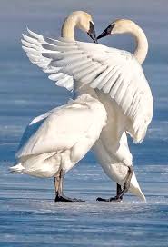 Birds That Start With R Pin By Mary Agresti On Animals Pretty Birds Nature Animals Animals Beautiful