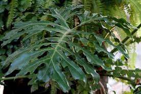 Image result for Buchnerodendron