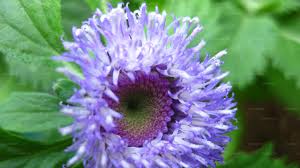 Image result for Vernonia anthelmintica
