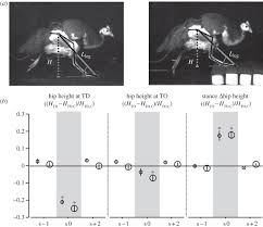 By standing on those values, we have managed to stay in business for over 50 years and establish solid relationships with customers in the southeastern. Leg Muscles That Mediate Stability Mechanics And Control Of Two Distal Extensor Muscles During Obstacle Negotiation In The Guinea Fowl Philosophical Transactions Of The Royal Society B Biological Sciences