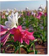 Image result for Crinum paludosum