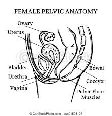 Pelvic skeleton includes two hip bones, sacrum and coccyx. Female Pelvic Anatomy Monochrome Education Scheme Vector Set Female Pelvic Anatomy Monochrome General Diagram With Canstock