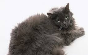 chantilly tiffany cat black things