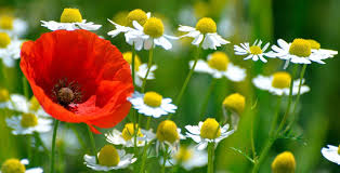 Resultado de imagen para flores