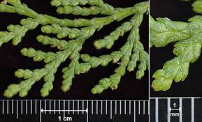 Image result for Vismia orientalis