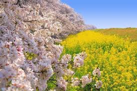 開花情報を毎日更新 熊谷桜堤の桜 埼玉県 の桜 お花見2019年の情報をご紹介 アクセス情報はもちろん夜桜や桜まつり情報 人気ランキングなど楽しいコンテンツが盛りだくさん 家族やカップル 宴会などで2019年のお花見を楽しもう 美しい風景写真 美しい風景 桜 名所