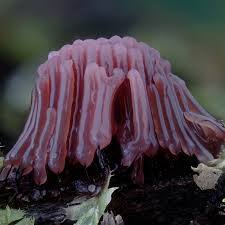 Image result for Stemonitis splendens