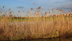 Image result for Phragmites mauritianus