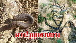 งูเห่า (siamese) เป็นงูที่ออกหากินตามพื้นดินตอนกลางคืน ชอบอาศัยอยู่ตามจอมปลวก ทุ่งนา หรือบริเวณที่. à¸š à¸²à¸™à¹€à¸¡ à¸­à¸‡ à¹‚à¸„à¸•à¸£à¹à¸¡ à¹€à¸š à¸¢ à¸«à¸™ à¸¡à¹ƒà¸«à¸ à¸œà¸§à¸²à¸‡ à¸à¸§ à¸² 30 à¸• à¸§à¹‚à¸œà¸¥ à¸à¸¥à¸²à¸‡à¸ªà¸§à¸™à¸¢à¸²à¸‡