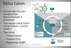 Struktur ini dapat menggambarkan bagaimana elektron sebagat contoh adalah ikatan kovalen pada molekul hc1 (gambar 1). Pengertian Dan Tahapan Siklus Calvin Lengkap