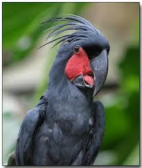 May The Bird Of Paradise Fly Up Your Nose Meaning Animals World November 2009 Puffins Bird Cockatoo Pet Birds