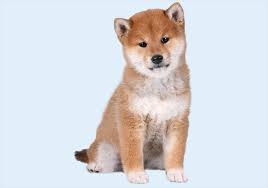 Browse thru shiba inu puppies for sale near phoenix, arizona, usa area listings on puppyfinder.com to find your perfect puppy. Shiba Inu Puppies Buy Puppy In Dubai Happy Paws Dubai