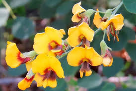 Yellow flowering shrubs look spectacular in the garden. 6 Yellow Flowers Hoselink